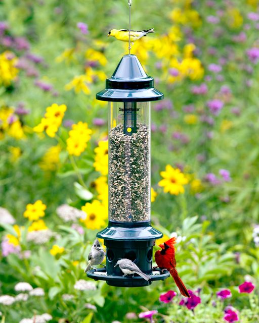 Brome Squirrel Buster Plus Squirrel-Proof Bird Feeder