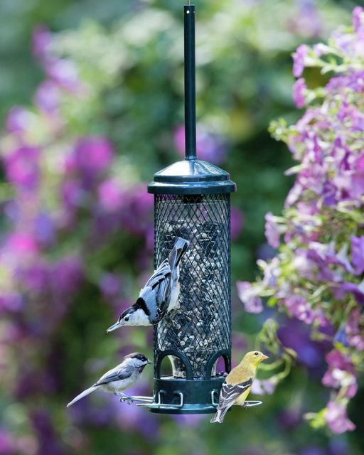 Brome Squirrel Buster Mini Squirrel-Proof Bird Feeder