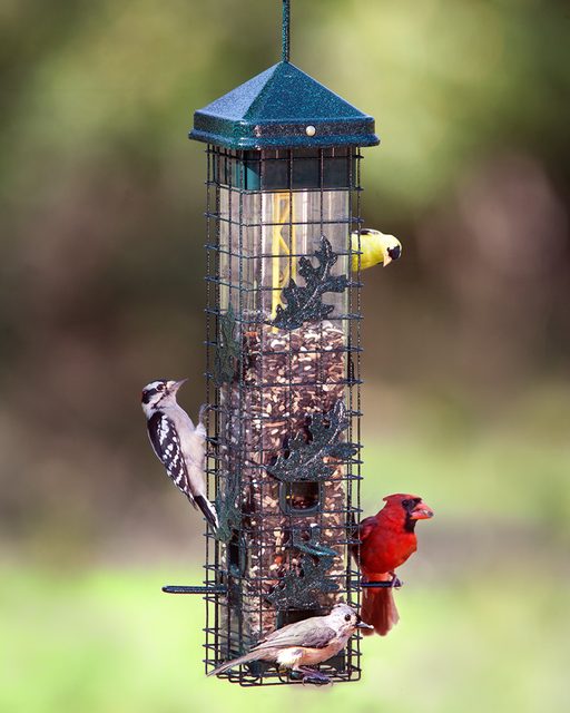 Brome Squirrel Solution 200 Squirrel-Proof Bird Feeder